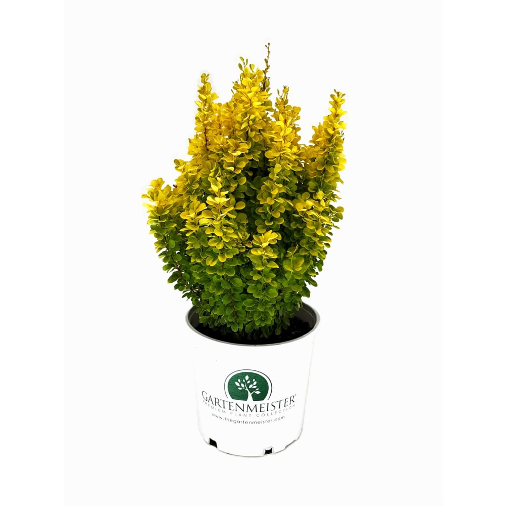 Golden Rocket Barberry