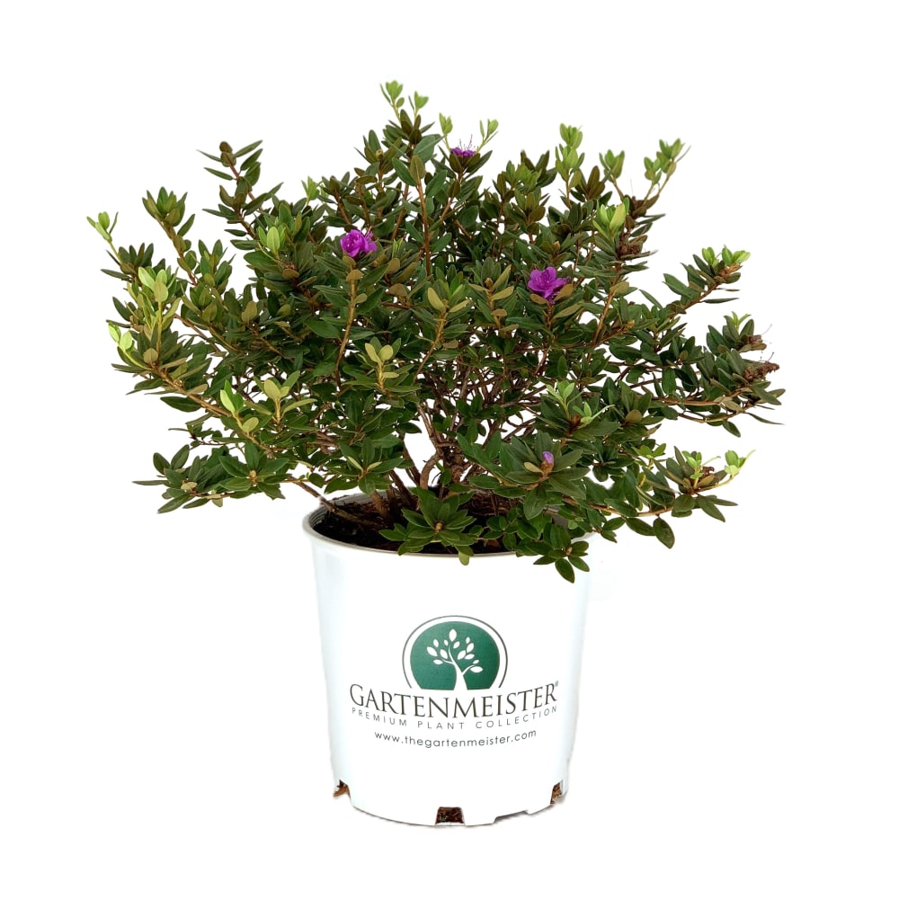 Purple Gem Rhododendron