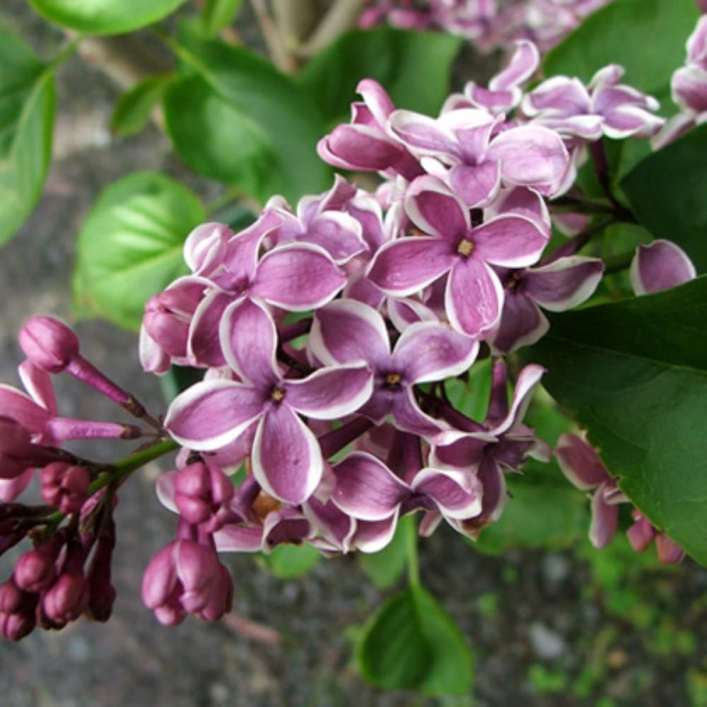 Sensation Lilac