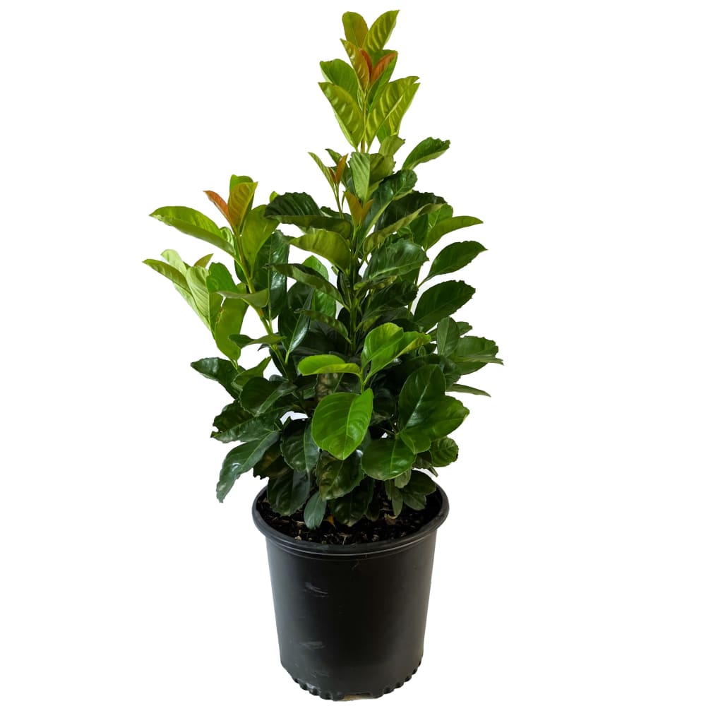 Etna® English Laurel