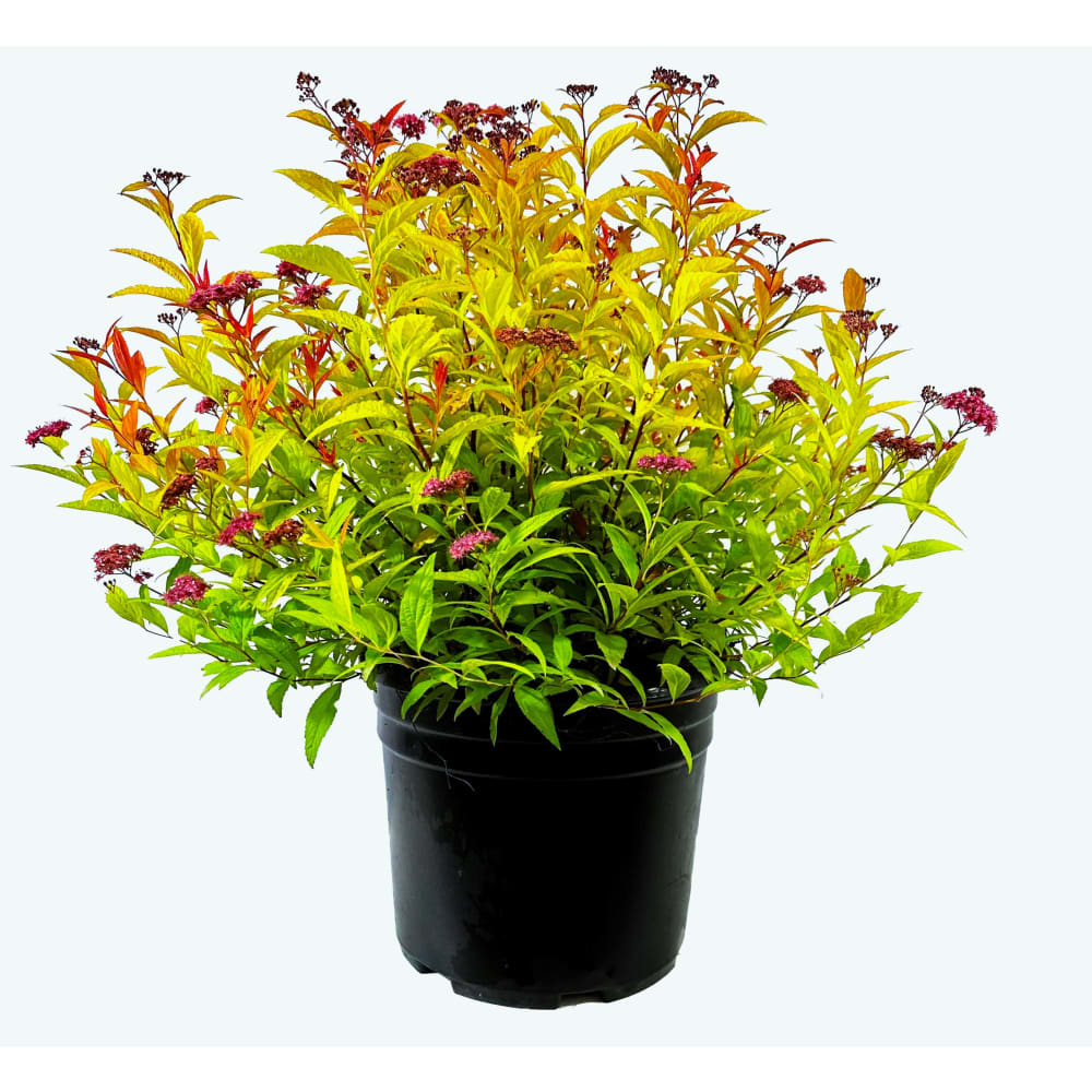 Magic Carpet Spirea