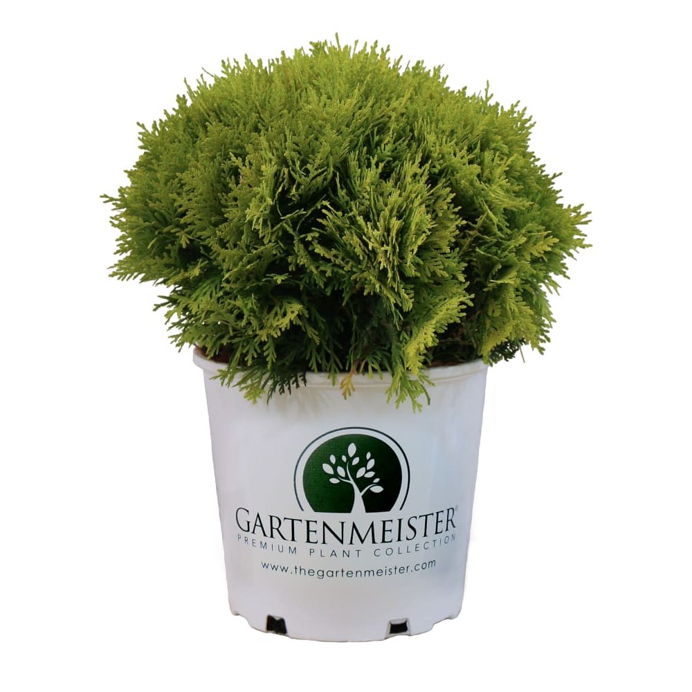 Sun Button™ Globe Arborvitae