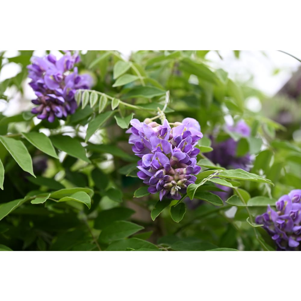 Amethyst Falls Wisteria