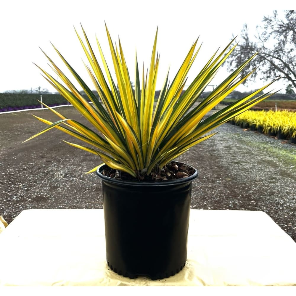 Color Guard Yucca