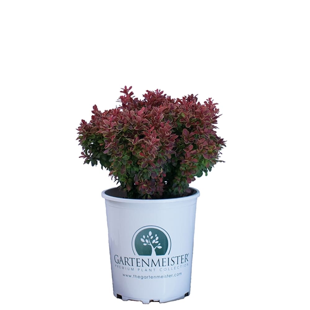 Admiration Barberry