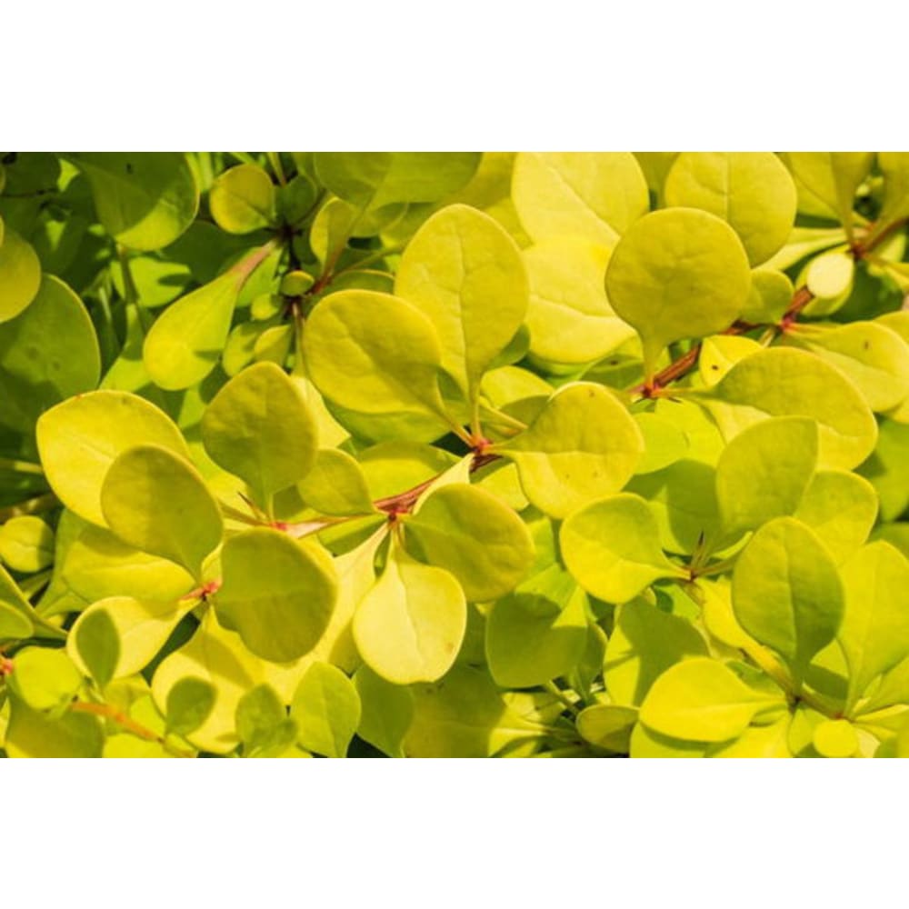 Bonanza Gold® Barberry