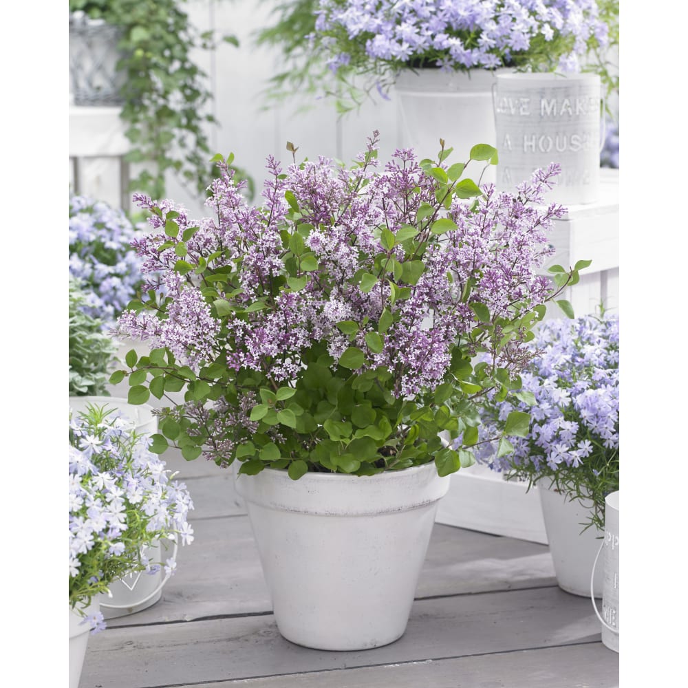 Flowerfesta® Purple Lilac