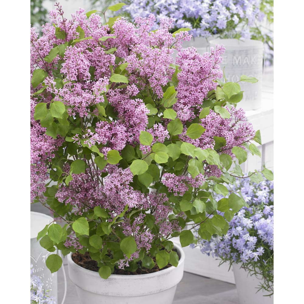 Flowerfesta® Pink Lilac