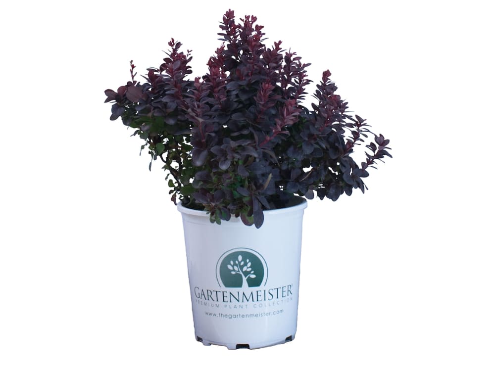 Concorde Barberry in the Gartenmeister pot