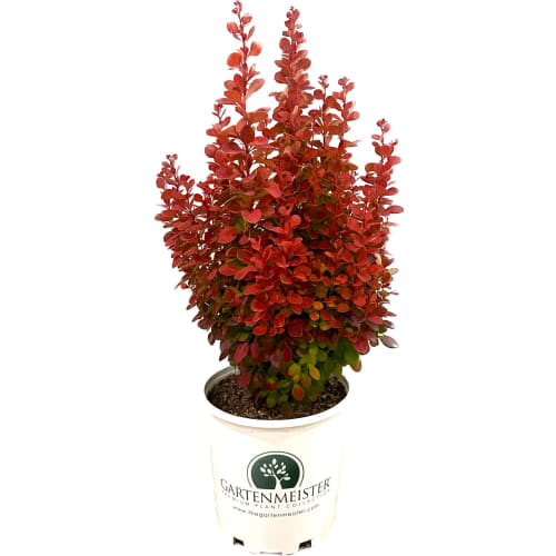 Orange Rocket Barberry in the Gartenmeister pot