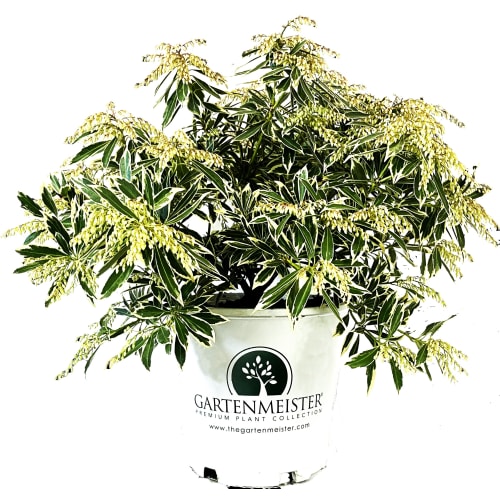 Flaming Silver Pieris in the Gartenmeister pot