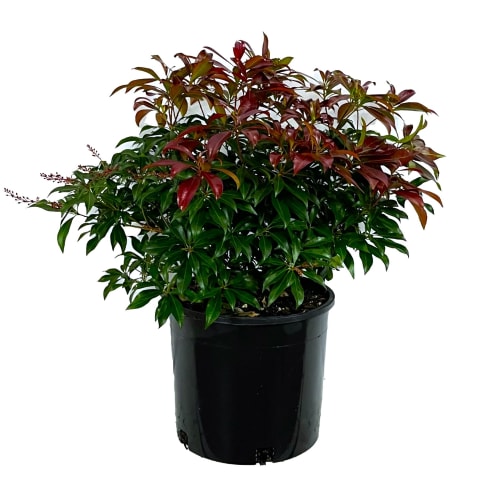 Katsura Pieris in the Gartenmeister pot