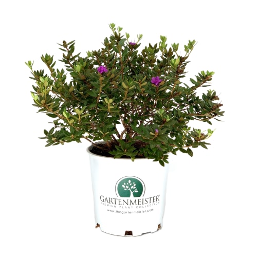 Purple Gem Rhododendron in the Gartenmeister pot