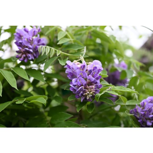 Amethyst Falls Wisteria in the Gartenmeister pot