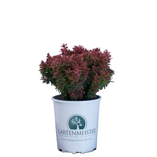 Admiration Barberry in the Gartenmeister pot