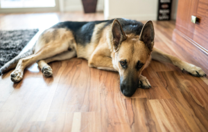 pet policy image: german shepard laying on hard wood floor