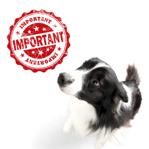 assistance animals image: picture of a border collie looking updates and a red "important" stamp set against a white background