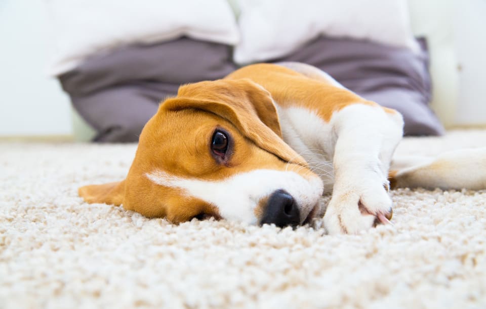 Best Carpet for Pets - The Home Depot