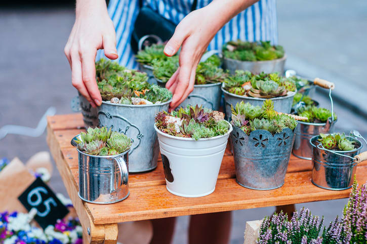 Female hands taking beautiful succulent pants at the pots. Spotted on the flower market.