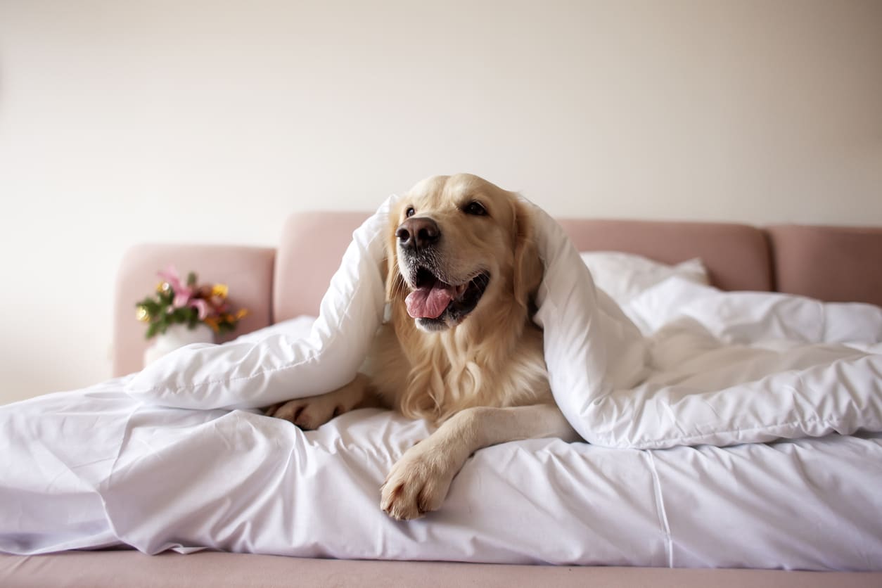 Renting to Tenants With Emotional Support Dogs | RentRedi