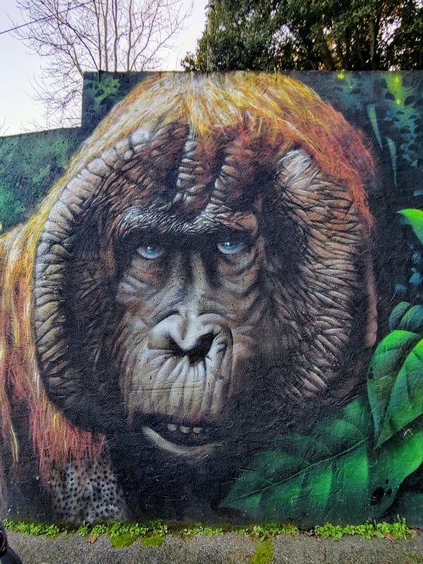 Orang outan