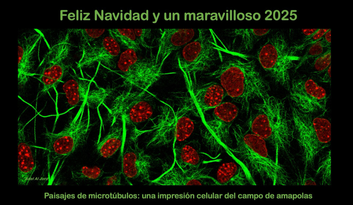 Feliz Navidad y un maravilloso 2025
