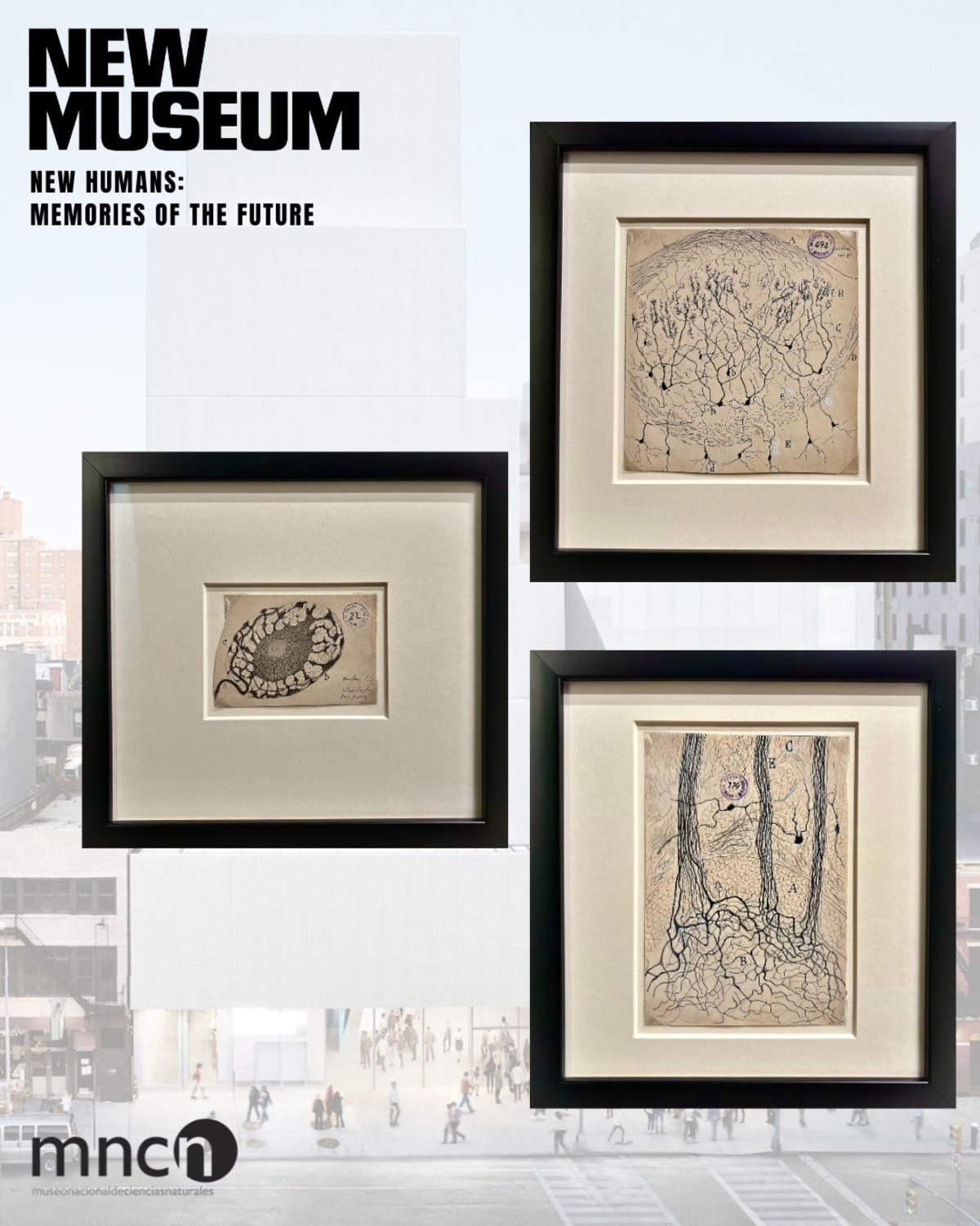 Los dibujos de Cajal viajan a Nueva York: doce originales en el New Museum de Manhattan