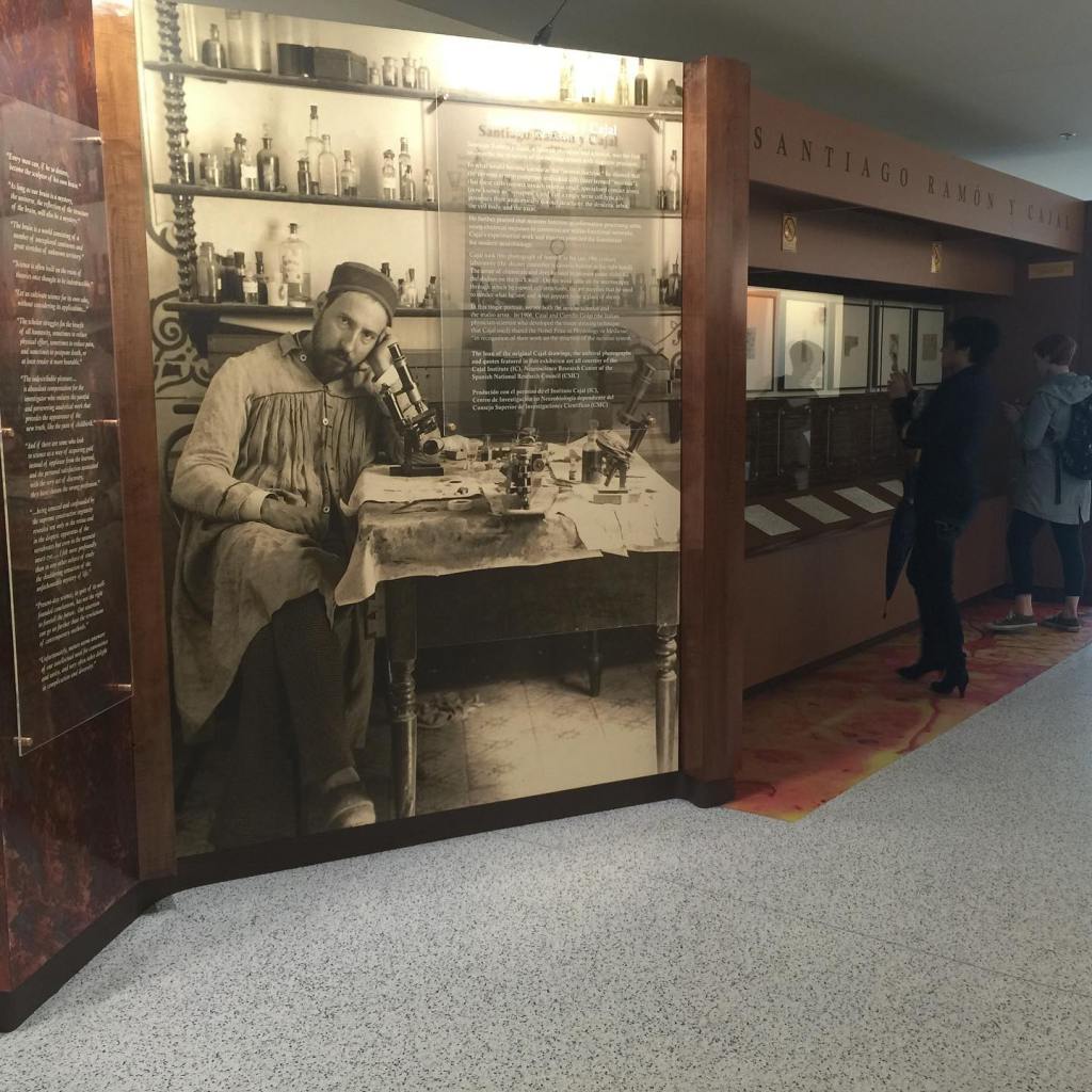 En memoria de Cajal por Kindra Crick