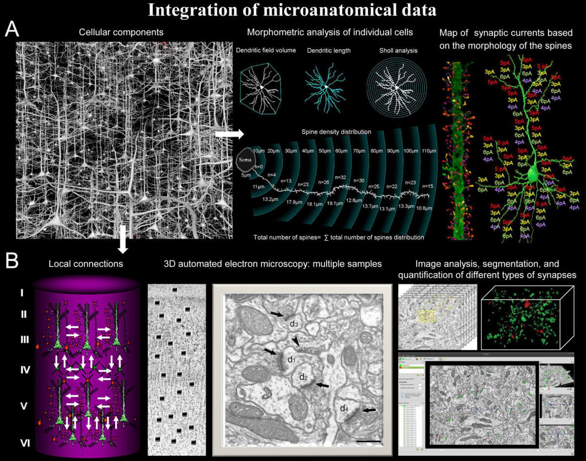 Simulación de bosque neuronal