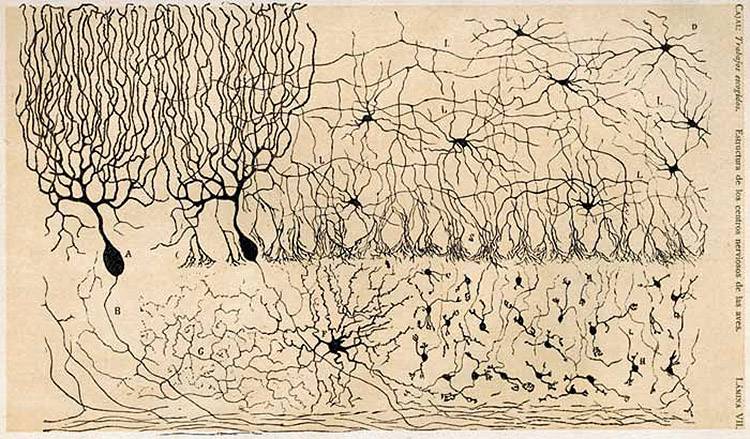 Ya tenemos el catálogo de Células del Cerebro que quería Cajal