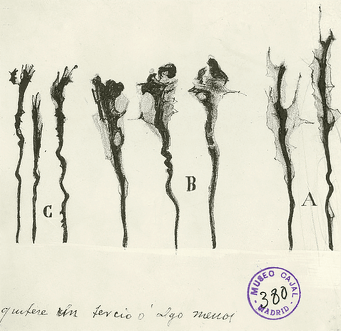 Cajal y el vuelo de las «mariposas del alma»: los orígenes de la neurociencia moderna