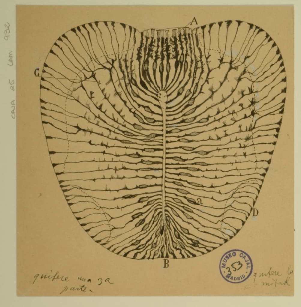 La lesión medular (Introducción)
