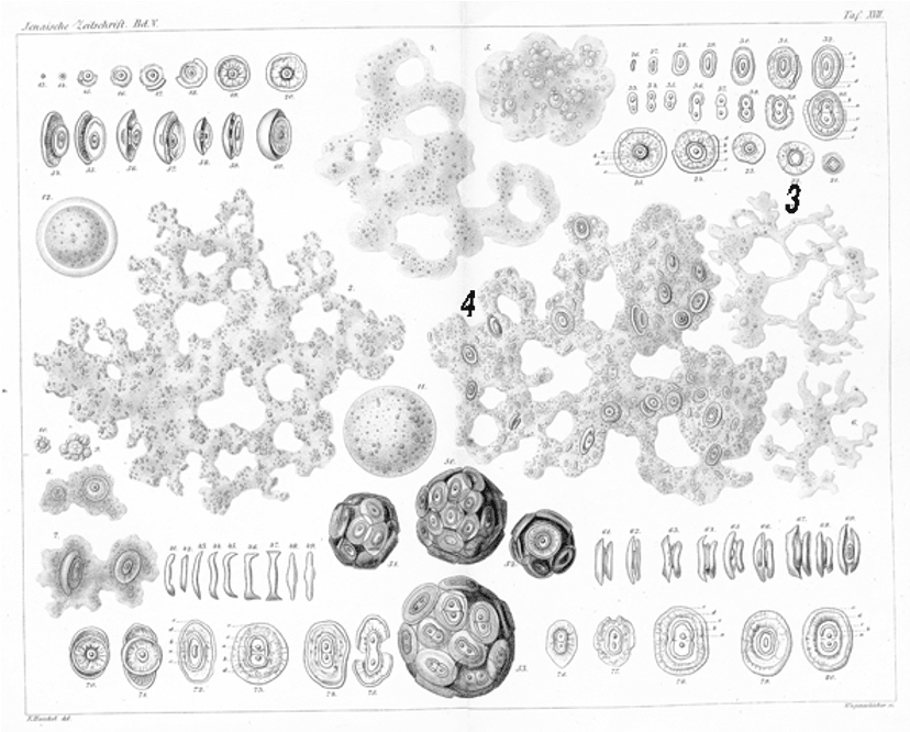 Las maravillas de la histología: La Teoría Celular II
