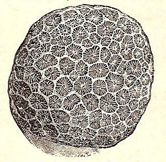 Las maravillas de la histología: La Teoría Celular I