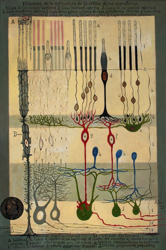 Esquema de la estructura de la retina de los mamíferos
