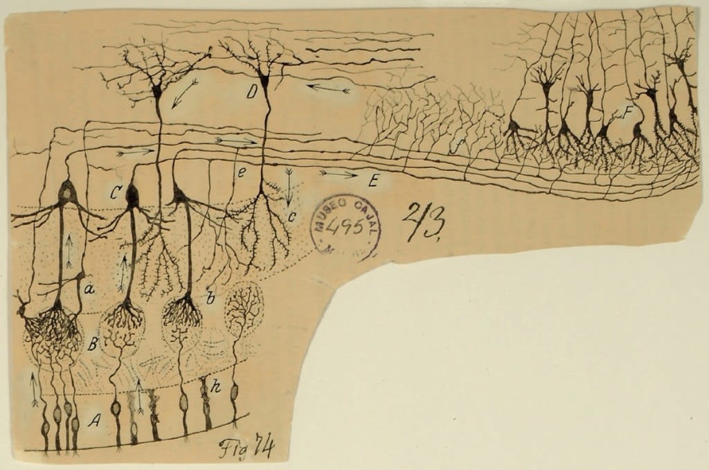 El olfato antes y después de Cajal