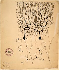 Lorente de Nó y Cajal: la conexión española en el nacimiento de la cibernética