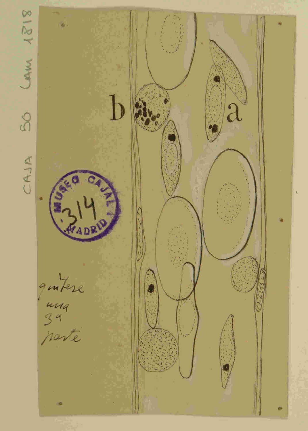 Cajal y la Hematología: Un Legado Definitivo