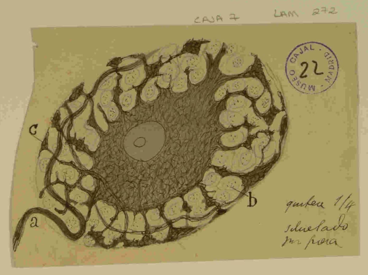 Cajal y el capital cerebral