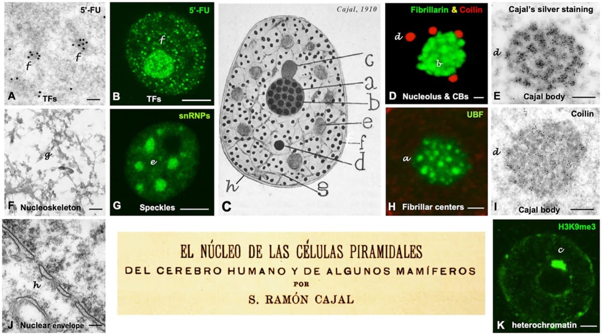Cajal y la organización del núcleo neuronal