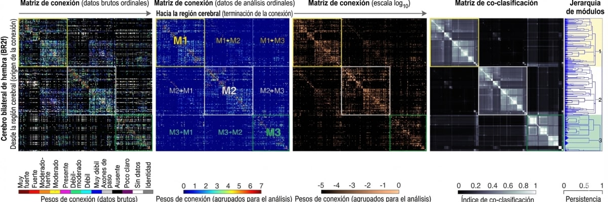 Cajal y el Conectoma