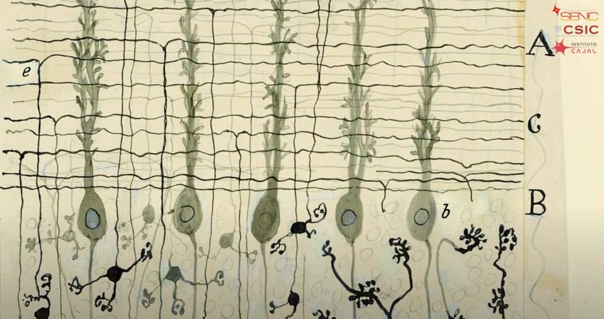 SENC: El legado Cajal