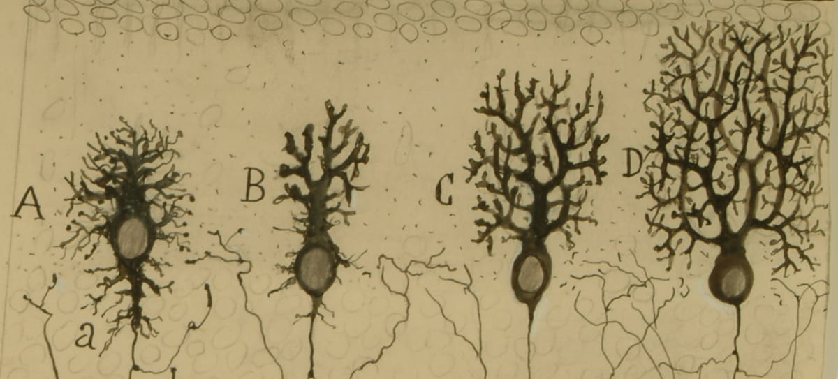 Las maravillas de la histología: La Teoría Celular III
