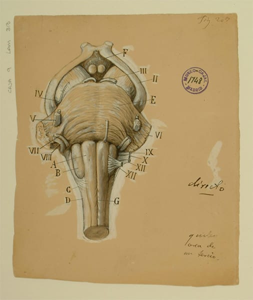 Las maravillas de la histología: La Teoría Celular IV