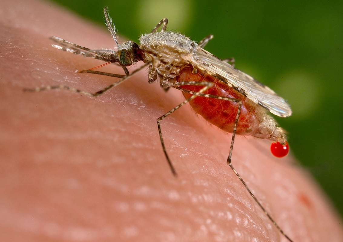 Un microbio impide que los mosquitos alberguen el parásito de la malaria