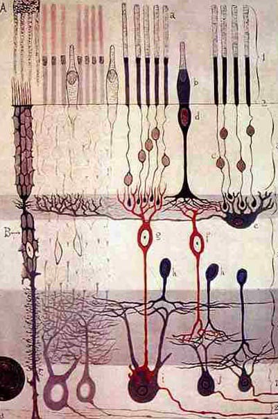 Ramón y Cajal - Acalanda - Alberto Romero - Placa - Dibujo