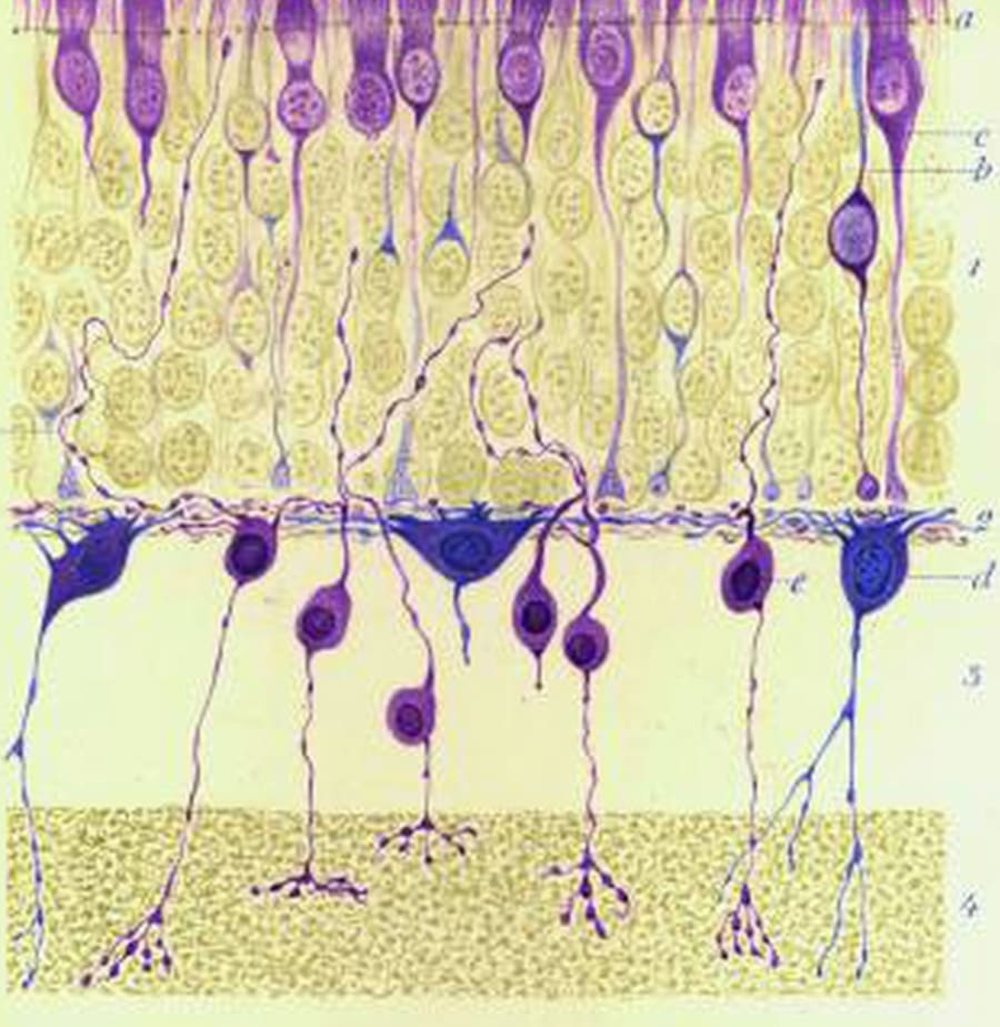 Ramón y Cajal - Acalanda - Alberto Romero - Placa - Dibujo