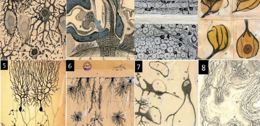 Ramón y Cajal - Acalanda - Alberto Romero - Placa - Dibujo