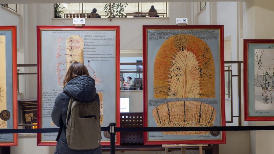 A visitor observes two large anatomical illustrations mounted on walls in a gallery. The left artwork features detailed diagrams of the nervous system, while the right showcases intricate structures related to cellular connections.