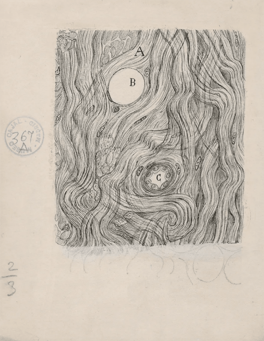 Santiago Ramón y Cajal